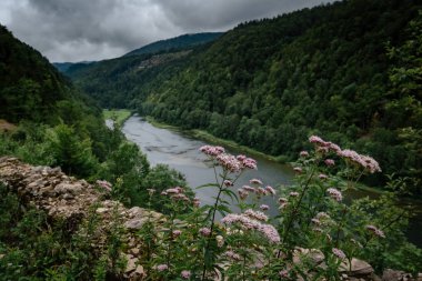 Misty River Yazın yeşil bir ormanın içinden