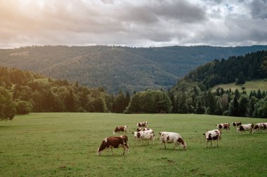 Tirol alplerinde otlayan inekler dağlarda süt peyniri reklamları yapıyorlar.