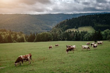 Tirol alplerinde otlayan inekler dağlarda süt peyniri reklamları yapıyorlar.