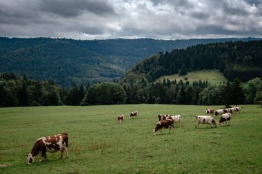 Tirol alplerinde otlayan inekler dağlarda süt peyniri reklamları yapıyorlar.