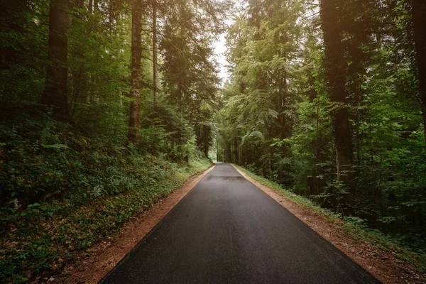 Yaz ya da bahar ormanlarında yol — Stok fotoğraf