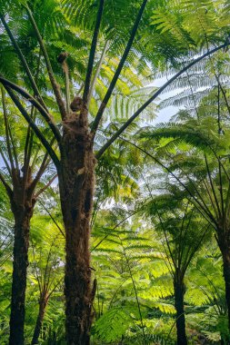 Ulusal park Doi Inthanon Chiang Mai, Tayland. Royal Garden Siribhume - muhteşem yeşil eğreltiotu bahçesi sanki tarih öncesi bir orman, mobil fotoğraf gibi