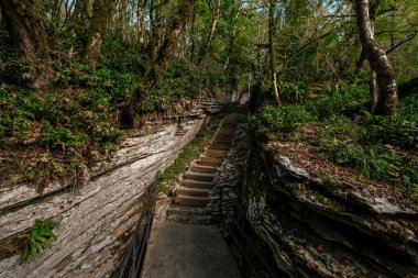 Sochi, Khosta, Rusya 'daki porsuk ağacı koruluğu. Yazın kayaların ve yosunların arasında orman yolu olan porsuk ağacı ve ağaç koruluğu..