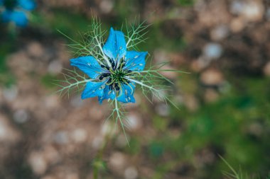 Daha büyük bir çiçeğin içinde genç mavi bir çiçek ve aranıza ışık giriyor. Rüya gibi hissetmek için son derece sığ alan derinliği.
