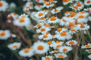 Papatya tarlası çiçekleri sınırı. Güneşin altında çiçek açan medikal papatyaların olduğu güzel bir doğa sahnesi. Alternatif tıp Bahar Papatyası. Yaz çiçekleri. Güzel çayır. Yaz arkaplanı