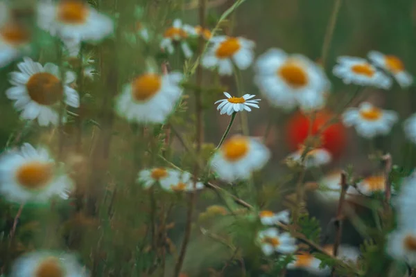 Camomilla Campo Fiori Confine Bella Scena Naturale Con Camomille Mediche — Foto Stock