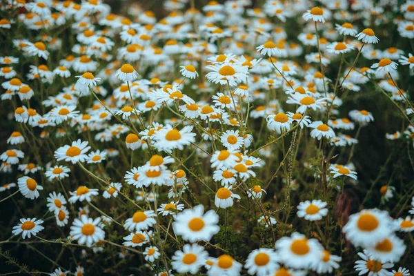 Kamillenblüten Grenzen Ein Schöne Naturkulisse Mit Blühenden Medizinischen Kamillen Sonnenlicht — Stockfoto