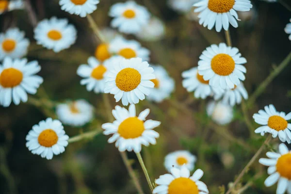 Kamillenblüten Grenzen Ein Schöne Naturkulisse Mit Blühenden Medizinischen Kamillen Sonnenlicht — Stockfoto