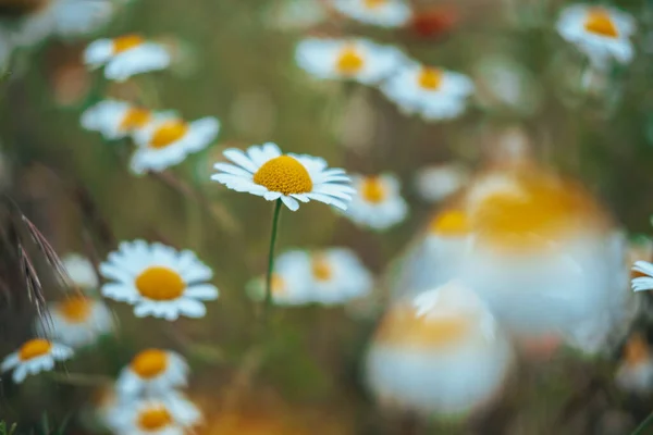 Camomilla Campo Fiori Confine Bella Scena Naturale Con Camomille Mediche — Foto Stock