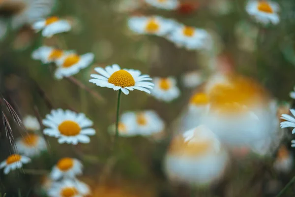 Camomilla Campo Fiori Confine Bella Scena Naturale Con Camomille Mediche — Foto Stock