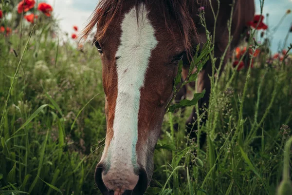 Vacker Röd Häst Med Lång Svart Man Vårfältet Med Vallmoblommor — Stockfoto