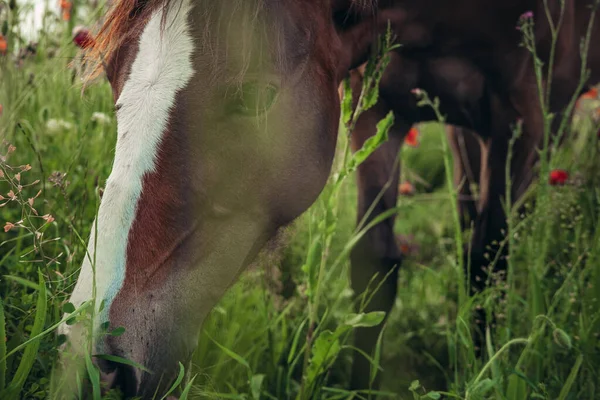 Belo Cavalo Vermelho Com Crina Preta Longa Campo Primavera Com — Fotografia de Stock