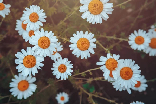 Heřmánkové Pole Květinami Krásná Přírodní Scéna Kvetoucími Medicínskými Heřmánky Záři — Stock fotografie