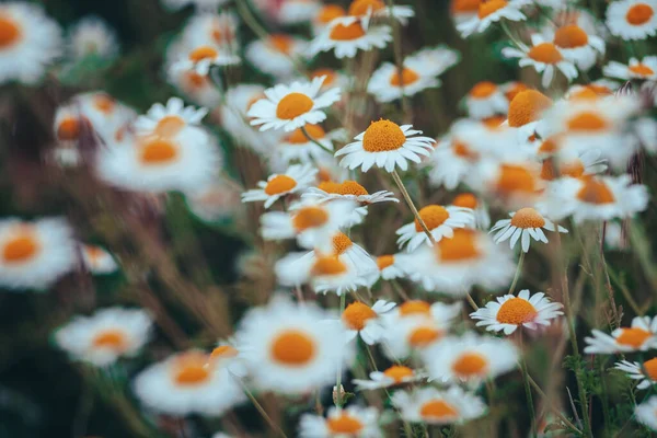 Kamillenblüten Grenzen Ein Schöne Naturkulisse Mit Blühenden Medizinischen Kamillen Sonnenlicht — Stockfoto