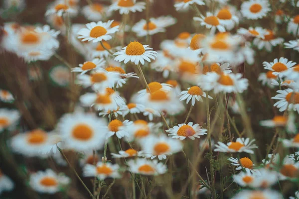 Kamillenblüten Grenzen Ein Schöne Naturkulisse Mit Blühenden Medizinischen Kamillen Sonnenlicht — Stockfoto