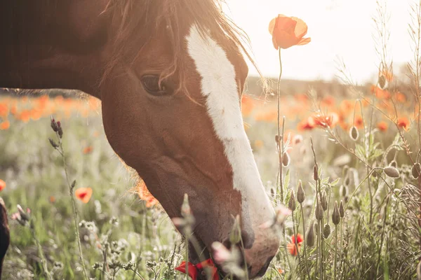 Vacker Röd Häst Med Lång Svart Man Vårfältet Med Vallmoblommor — Stockfoto