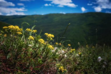 Yaz mevsiminde güzel yeşil bir dağ. Papatya tarlası ve arka planda Rocky Dağları olan kır çiçekleri. Barskaya Polyana, Ukrayna 'nın Sokolinoe köyünün yukarısında.