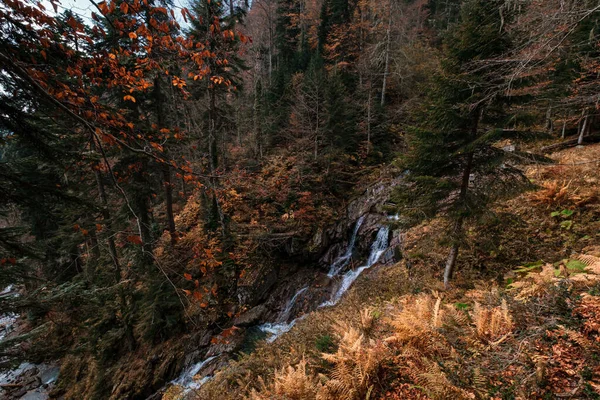 Folyó Hegyi Erdő Mélyén Természet Összetétele Mendelich Folyó Észak Kaukázusban — Stock Fotó