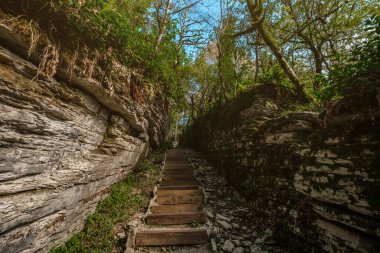 Sochi, Khosta, Rusya 'daki porsuk ağacı koruluğu. Yazın kayaların ve yosunların arasında orman yolu olan porsuk ağacı ve ağaç koruluğu..