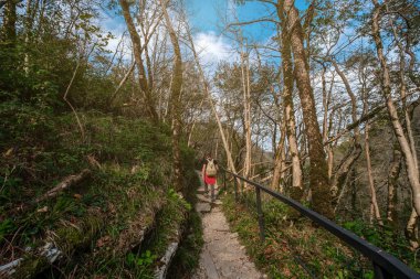 Sochi, Khosta, Rusya 'daki porsuk ağacı koruluğu. Yazın kayaların ve yosunların arasında orman yolu olan porsuk ağacı ve ağaç koruluğu..