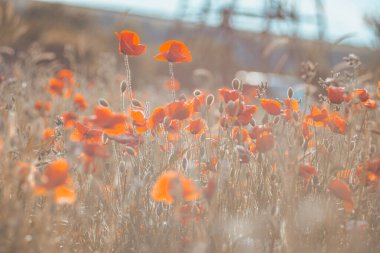 Kırmızı haşhaş tarlası. Gün batımında kırmızı haşhaş tarlası. Ukrayna, Kırım