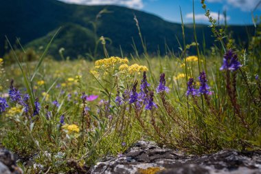 Yaz mevsiminde güzel yeşil bir dağ. Papatya tarlası ve arka planda Rocky Dağları olan kır çiçekleri. Barskaya Polyana, Ukrayna 'nın Sokolinoe köyünün yukarısında.