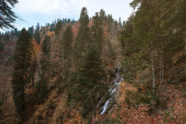 Rivière Profonde Dans Forêt Montagne Composition Naturelle Rivière Mendelich Dans — Photo