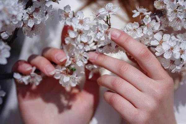 Female Hands Blossom Cherry Tree Brunch Spring Garden Beauty Summer — Stock Photo, Image