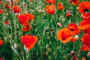 Kırmızı haşhaş tarlası. Gün batımında kırmızı haşhaş tarlası. Ukrayna, Kırım