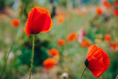 Kırmızı haşhaş tarlası. Gün batımında kırmızı haşhaş tarlası. Ukrayna, Kırım