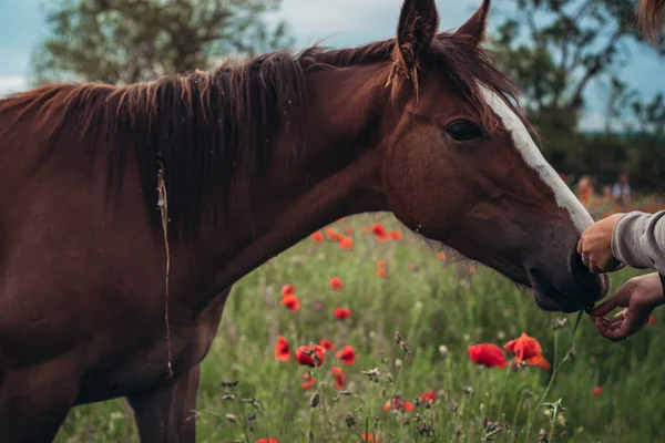 Vacker Röd Häst Med Lång Svart Man Vårfältet Med Vallmoblommor — Stockfoto