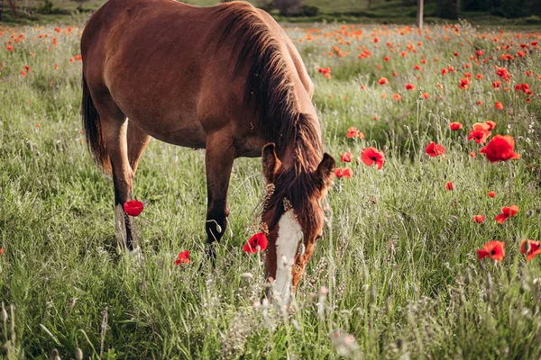 Hermoso Caballo Rojo Con Melena Larga Negra Campo Primavera Con — Foto de Stock