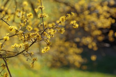 Erken dönem Cornelian kiraz ağacından bir çiçeğin yakın plan fotoğrafı. Çiçek açan çalılar Cornus mas sel baskını ormanında.