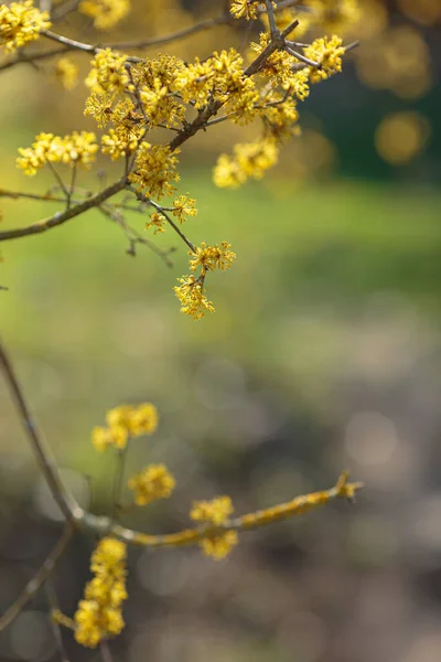 Tæt Fotografi Tidlig Forår Korneliansk Kirsebær Dogwood Blomst Blomstrende Busk - Stock-foto