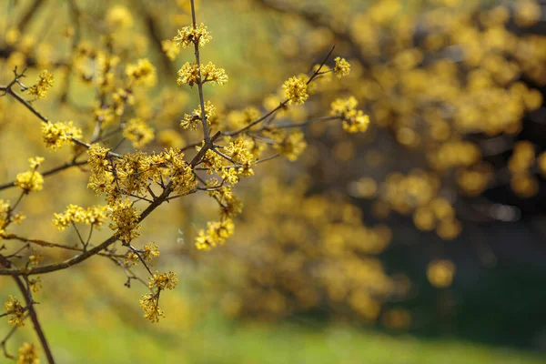 Närbild Fotografi Tidig Vår Korneliansk Körsbär Dogwood Blomma Blommande Buske — Stockfoto