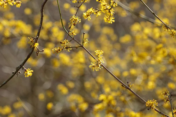 Närbild Fotografi Tidig Vår Korneliansk Körsbär Dogwood Blomma Blommande Buske — Stockfoto