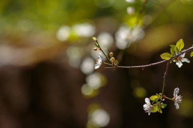 Kirazlı erik çiçekleriyle çiçek açan bir dal. Çiçek açan ağaç. İlkbahar, uyanış ve sağlık fikri
