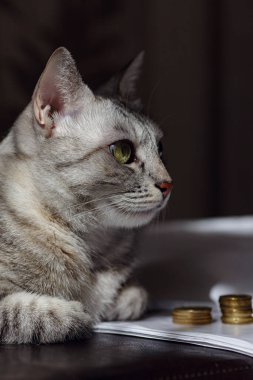 Bozuk para yığınını izleyen gri bir kedi. İzlemeyi veya para biriktirmeyi öneren kavramsal görüntü. Zengin bir kedi..