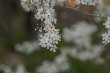 Kirazlı erik çiçekleriyle çiçek açan bir dal. Çiçek açan ağaç. İlkbahar, uyanış ve sağlık fikri