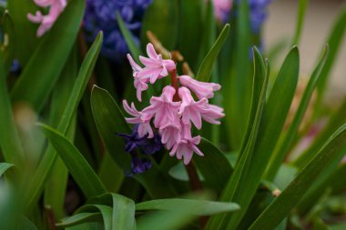Bahar çiçekleri. Bokeh 'le bahar arkaplanı. Bahar bahçesinde renkli sümbül çiçekleri açar. Tazelik, şefkat ve bahar fikri