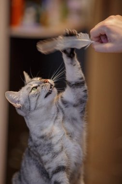 Güzel gri bir kedi kanepede oturuyor, bir tüyle oynuyor ve bir kadına bakıyor. Kedi oyunları. Neşeli ve komik bir hayvan. Karantinanın evde ne yapacağına dair fikir ve konsept