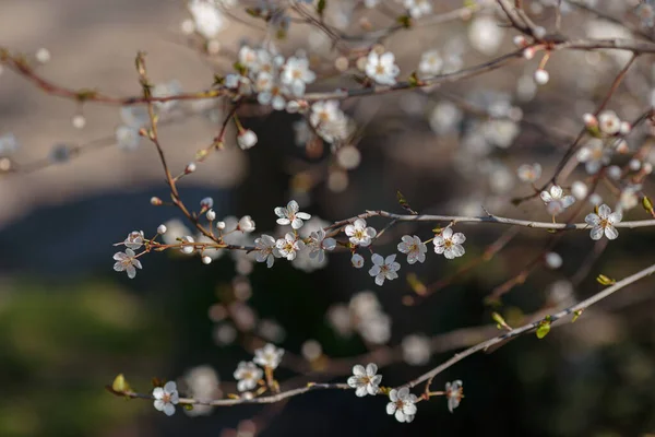 Цветущая Ветвь Цветами Вишневой Сливы Цветущее Дерево Идея Концепция Весны — стоковое фото