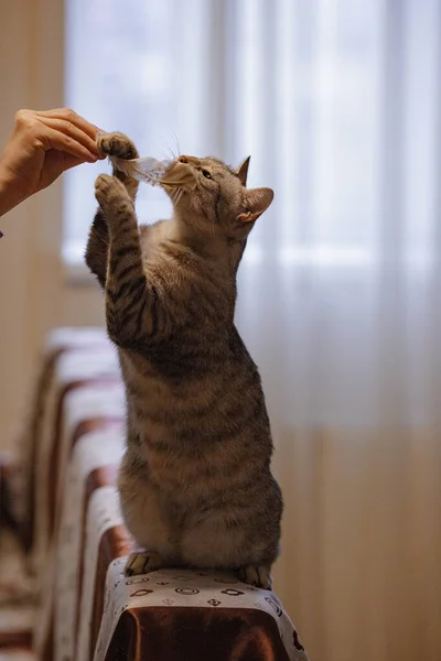 Vacker Grå Katt Sitter Soffan Leker Med Fjäder Och Tittar — Stockfoto