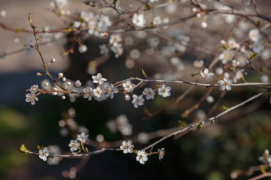 Kirazlı erik çiçekleriyle çiçek açan bir dal. Çiçek açan ağaç. İlkbahar, uyanış ve sağlık fikri