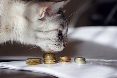 Bozuk para yığınını izleyen gri bir kedi. İzlemeyi veya para biriktirmeyi öneren kavramsal görüntü. Zengin bir kedi..