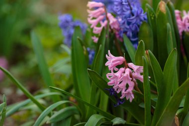 Bahar çiçekleri. Bokeh 'le bahar arkaplanı. Bahar bahçesinde renkli sümbül çiçekleri açar. Tazelik, şefkat ve bahar fikri