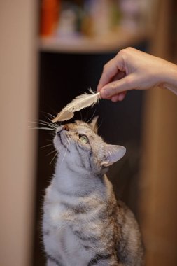 Güzel gri bir kedi kanepede oturuyor, bir tüyle oynuyor ve bir kadına bakıyor. Kedi oyunları. Neşeli ve komik bir hayvan. Karantinanın evde ne yapacağına dair fikir ve konsept