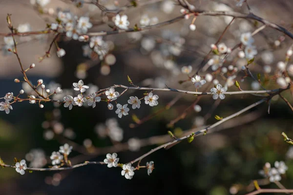 Blossoming branch with with flowers of cherry plum. Blooming tree. idea and concept of spring, awakening and health