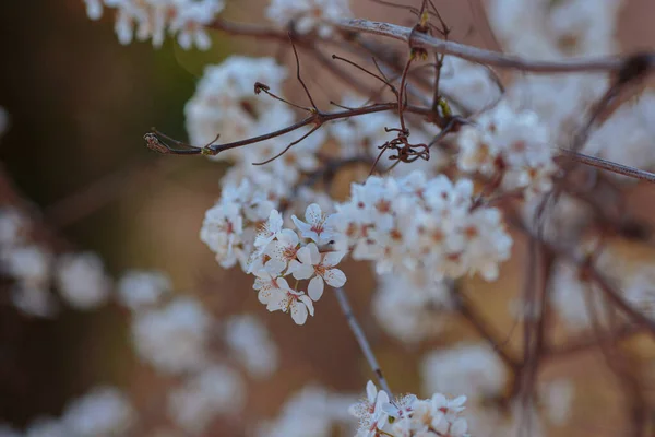Blommande Gren Med Blommor Körsbärsplommon Blommande Träd Idé Och Koncept — Stockfoto