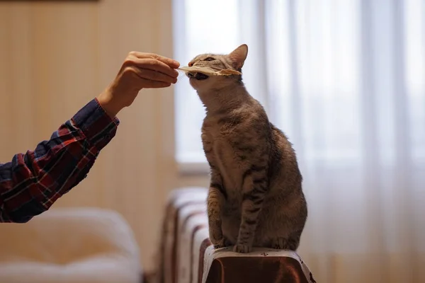 Belo Gato Cinza Está Sentado Sofá Brincando Com Uma Pena — Fotografia de Stock